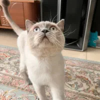 گربه بلو|گربه|کرج, اسدآباد|دیوار