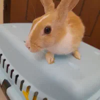 خرگوش سالم وبازی گوش با وسایل