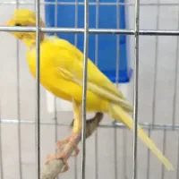 پرنده|پرنده|شیراز, شهرک رضوان|دیوار