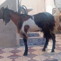 کهره نر داشتی وقصابی