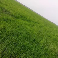 شلتوک