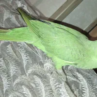 طوطی ملنگوی چست و چابک|پرنده|چمران, |دیوار