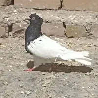 کله ماده