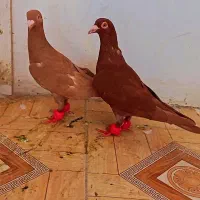 کبوتر سرخ زرد|پرنده|مشهد, کوی دروی|دیوار
