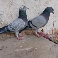 کفتر پلاکی،مسافتی،تهرانی