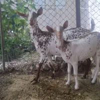 بز صلاله و تیشتر صلاله