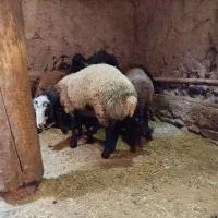 بره مخصوص قربانی و کشتار