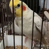 عروس هلندی لوتینو