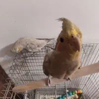 طوطی|پرنده|بیرجند, |دیوار