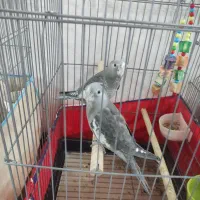 نر ماده آماده جوجه کشی