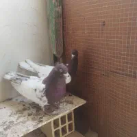 جفت کفتر کله سرخ|پرنده|کنارک, |دیوار