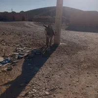 خر رمه ای|حیوانات مزرعه|درمیان, |دیوار