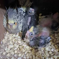 یک جفت عروس هلندی مولد جوان باسه تا جوجه