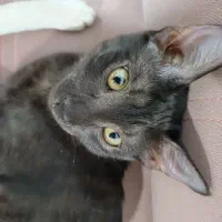 گربه ی ماده باهوش و ملوس|گربه|اهواز, لشکرآباد|دیوار