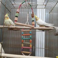 عروس هلندی مولد وتک