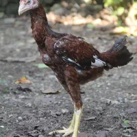 جوجه لاری.خروس لاری|حیوانات مزرعه|آستارا, |دیوار