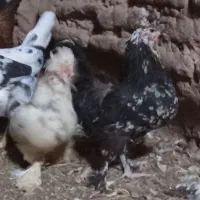 مرغ وخروس زینتی کل مرغ وخروس جوجه زیرمرغ ب شرط تخم