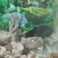 آکواریم تمکیل|ماهی|گلبهار, شهر جدید گلبهار|دیوار