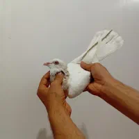 ماده کوهی کرم دورگ کاکل