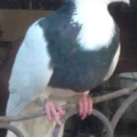 چند عددطوقی