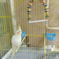 عروس هلندی سرحال