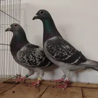 پلاکی کبوتر