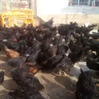 جوجه مرغ جهادی 83|حیوانات مزرعه|تربت‌حیدریه, پائین ولایت|دیوار