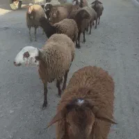 تعدادی گوسفندبرای فروش دارم9عددماده دوتا و هستند|حیوانات مزرعه|صحنه, |دیوار