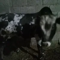 گوساله نر محلی|حیوانات مزرعه|رودبنه, |دیوار