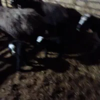 گوسفند نژادشال