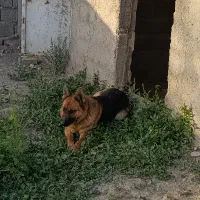 واگذاری دو عدد ژرمن ۳عدد توله رنگ بلک|سگ|مشهد, رضاشهر|دیوار