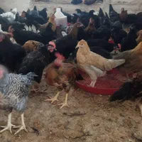 جوجه مرغ و خروس|حیوانات مزرعه|مرودشت, تخت جمشید|دیوار