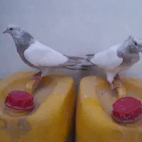 جوجه کفتر پرشی دو جفت|پرنده|اسلامشهر, شهرک امام حسین (میان آباد)|دیوار