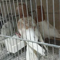 کفتر رنگی تهرانی بلژیکی چادری پاکستانی