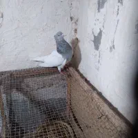 جفت کله ای نرماده کلاهی|پرنده|نرماشیر, |دیوار