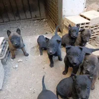 توله مالینویز|سگ|تهران, انبار نفت|دیوار