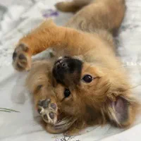 سگ پامر باهوش