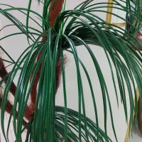 نخل مصنوعی|گل مصنوعی|شیراز, غدیر جنوبی|دیوار