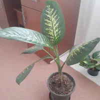 انواع گلهای خانگی