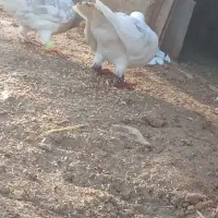 کفتر|پرنده|گرمخان, |دیوار