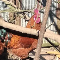 خروس محلی قرمز ویک ساله یه شاه خروس سالم|حیوانات مزرعه|چابکسر, |دیوار