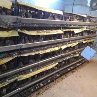 قفس بلدرچین و تمامی تجهیزات پرورش بلدرچین