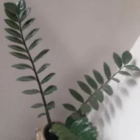 گیاه طبیعی زاموفیلیا