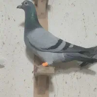 هفترنگ|پرنده|گنبد کاووس, |دیوار