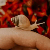 جوجه حلزون آلبینو یه ماهه