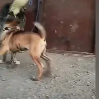 توله نر رخ خوشتیپ و درشت از پدر مادر درشت|سگ|نوده انقلاب, |دیوار