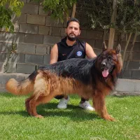 سگ ژرمن توله نر|سگ|شیراز, معالی‌آباد|دیوار