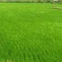 توم نشا هاشمی اصلاح شده 190تومن