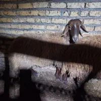 میش|حیوانات مزرعه|فلاورجان, |دیوار