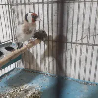 سهره بخوان|پرنده|فردیس, قریشی|دیوار